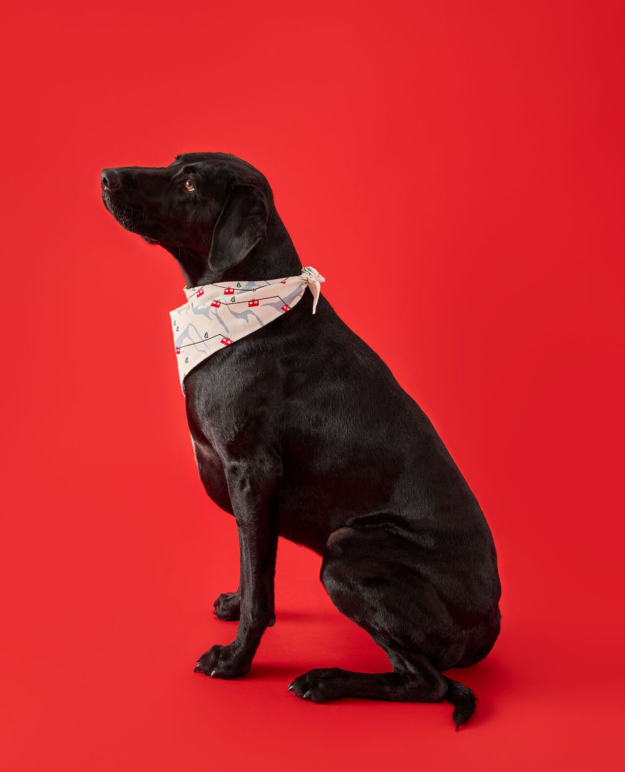 Flannel Dog Bandana - Image 5