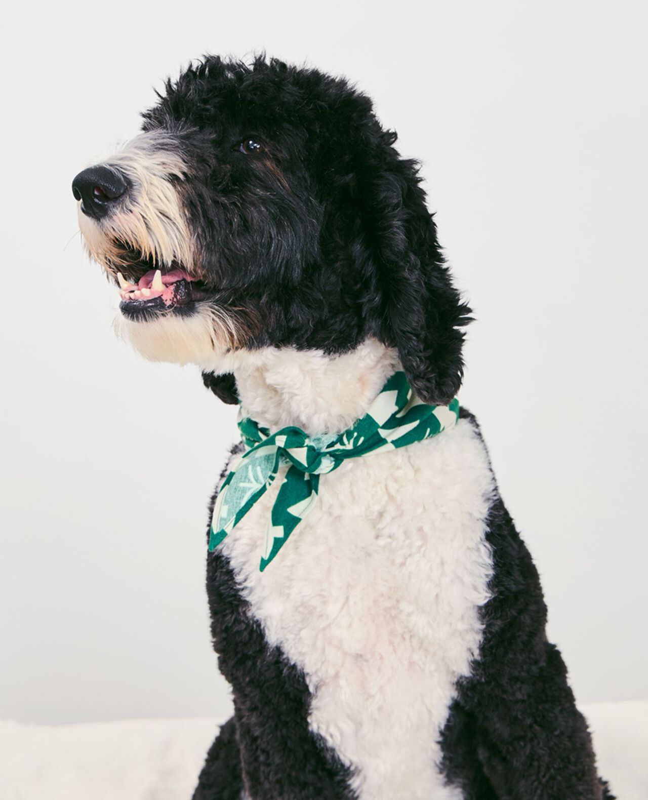 Flannel Dog Bandana - Image 16